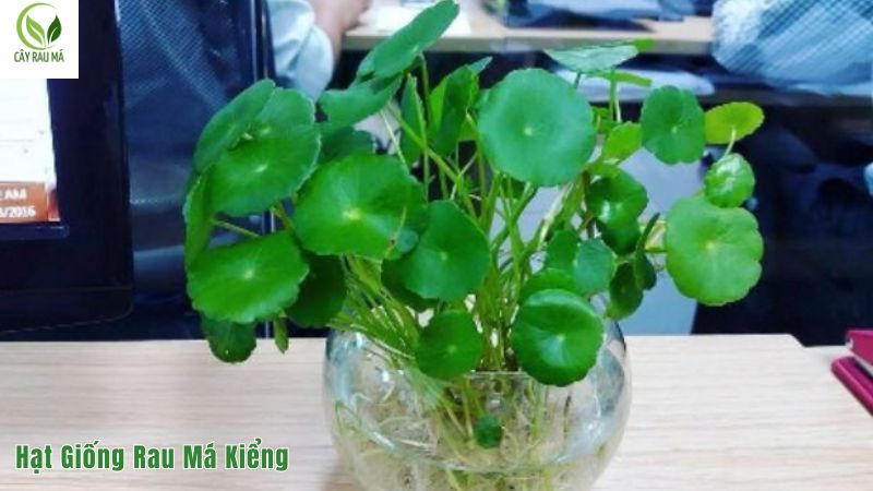 Cách trồng hạt giống rau má kiểng