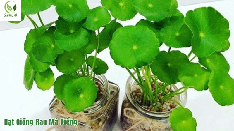 hạt giống rau má kiểng