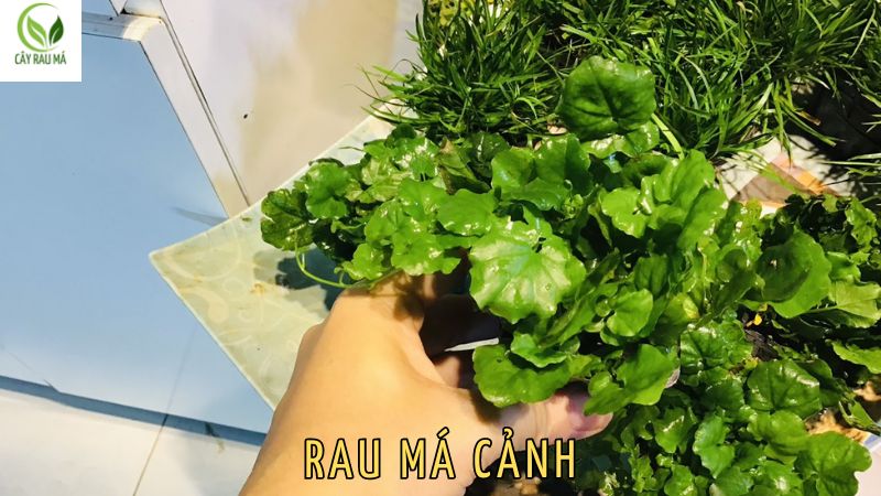 Cách trồng rau má Nhật thủy sinh