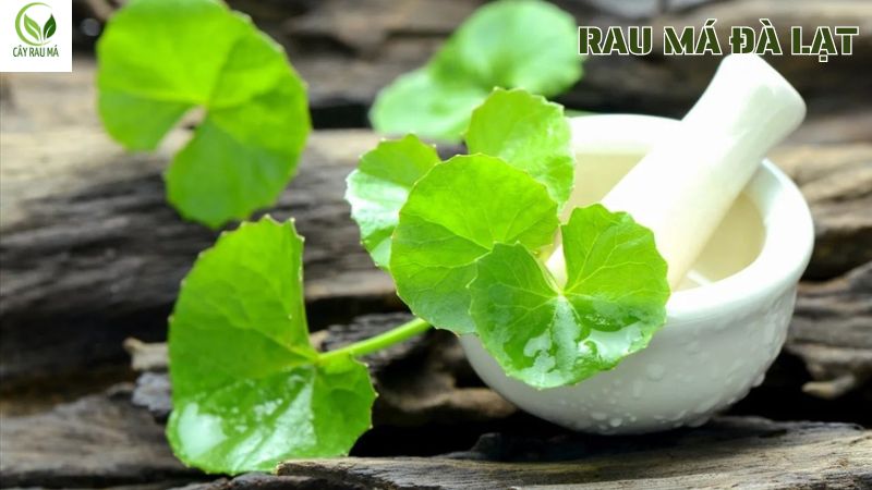 Giá thành của rau má Đà Lạt?