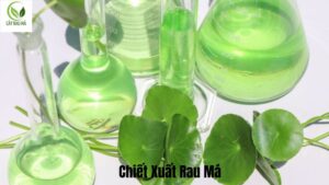 Chiết Xuất Rau Má