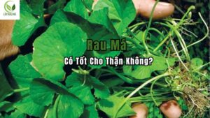 rau má có tốt cho thận không