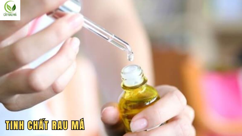 Cách dùng tinh chất rau má cho hiệu quả dưỡng da tối đa